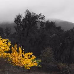 7 Shades Of Green #7 - Into The Grey