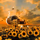 sun-flowers