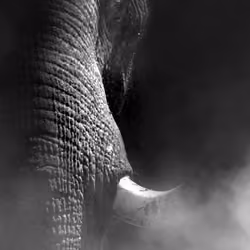 The King of Elephants