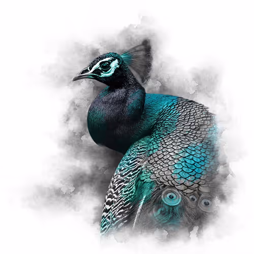 The Animal Kingdom Collection