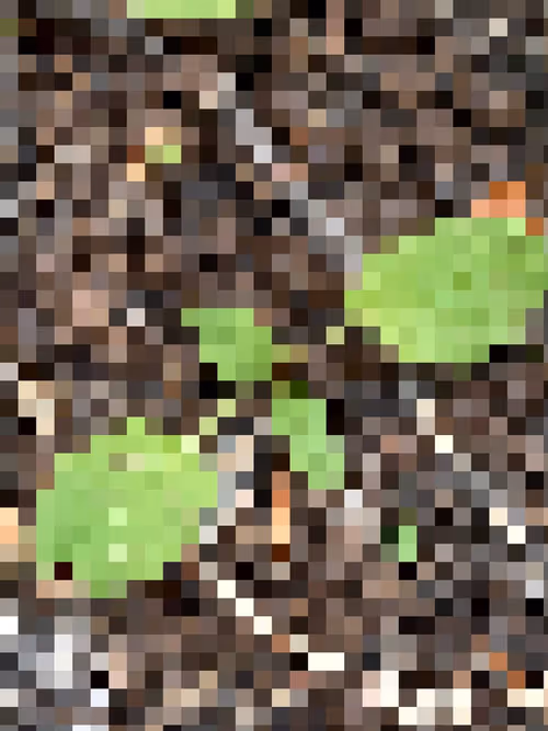 Item #2850415134272365380187775685678842410458265265709128331682257647013258592257 Media