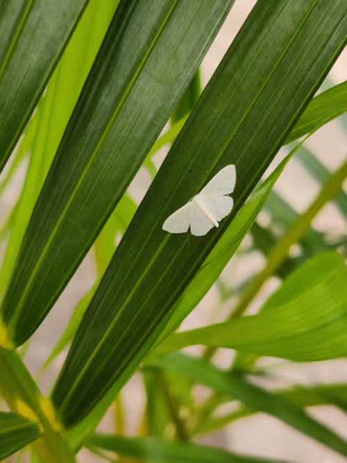 Item #105032934382475981776463293863659383004465522218119814622317716591252433010689 Media