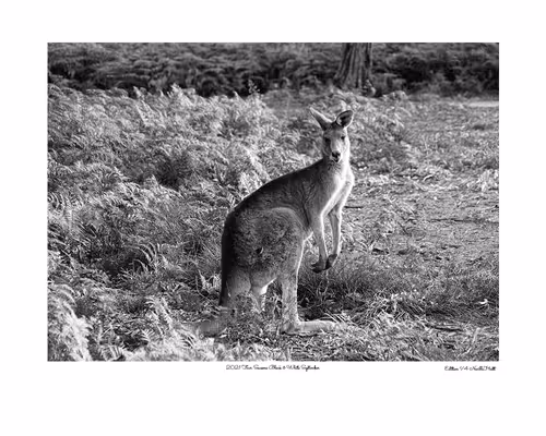 Item #24600310660482288606297797528155087939323639147399647196853483687519771951105 Media