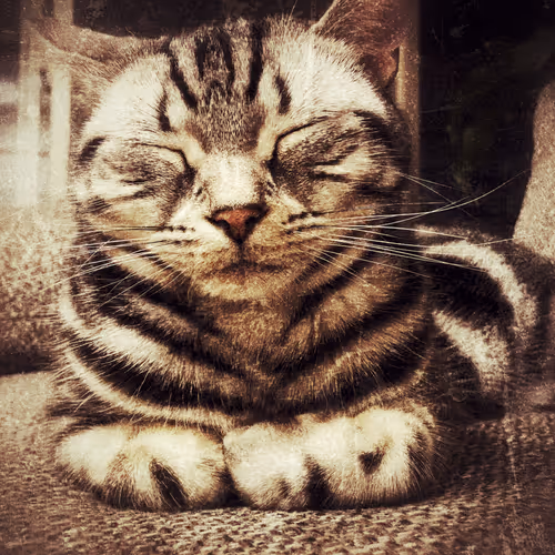 ototto Collection - old