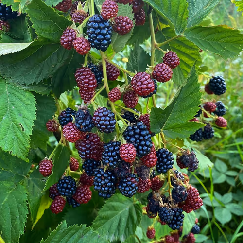 68021680421370609917971695803708180506045537231368972803899735084525930151937