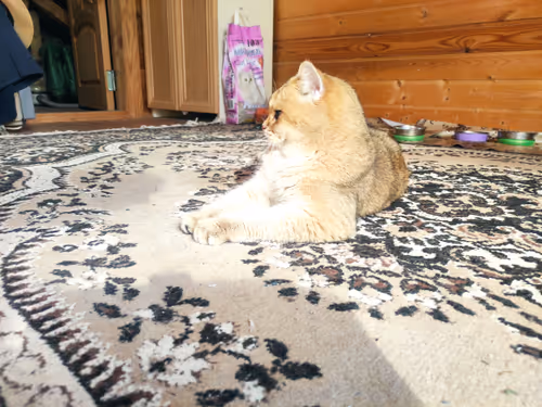 Item #46348599472569713654731178302084384440561957905567404983387339773462349611009 Media