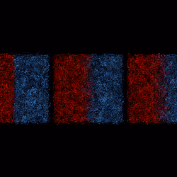 Diffusion
