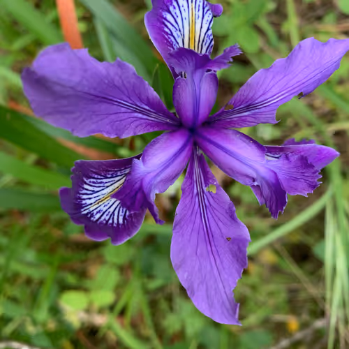 Item #81393590591900820048764161252744971355919767669927954307435201803587933962241 Media