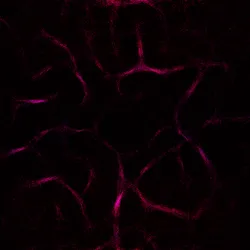 51929734946411346289540790635765095060363125039145709683616697133167961702401