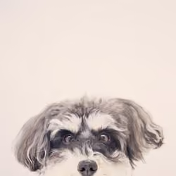 the 1st "halffaceschnauzer" pics of JIJI
