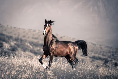 Item #12333759371985289416686528618250941787801478820548931806244366483337670295553 Media