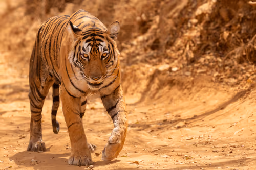 Tiger! Tiger! by Pam Voth