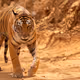 Tiger! Tiger! by Pam Voth