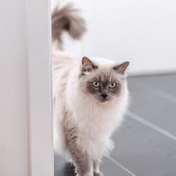 CLICK A PHOTO #4 - "The Cat"
