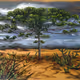 Araucaria in arid land