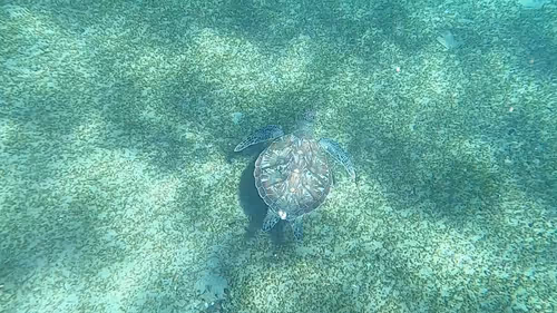 Item #57636846716625674083637003599082399011400728335992986804098864693395714998273 Media