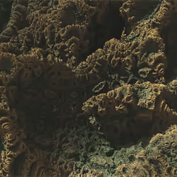 Fractal Forest 003