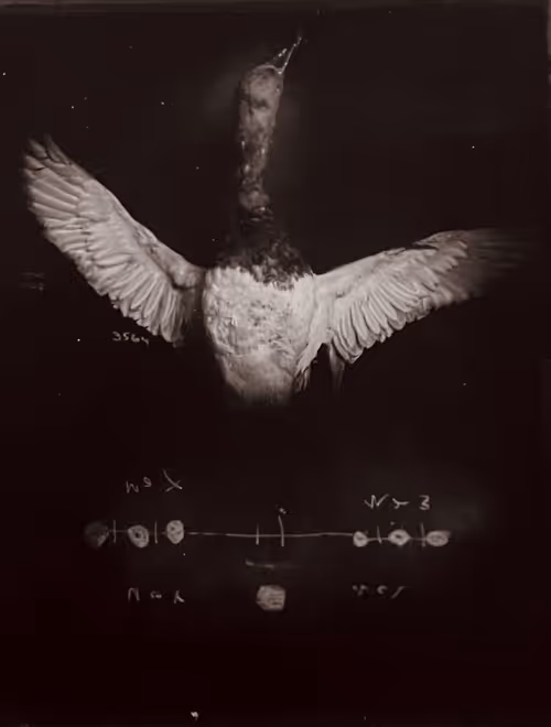 Item #82196435691424038438972242363864504976407001145629113574534692527284160561374 Media