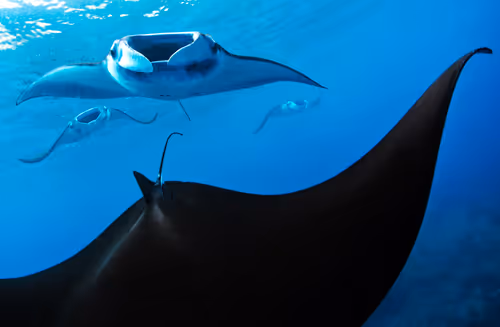 Item #19423020084367329247398987968940063498648581298497549755803292994771334725642 Media