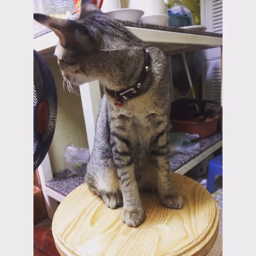 Item #67661316231098054921682891401216402451914203863513117788927143087695992979457 Media