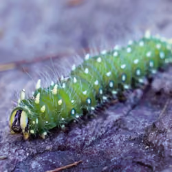 Green Caterpiller