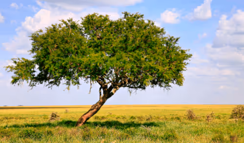 Item #105603725609947989499044129472074064723412167009068320432332286919629917388801 Media