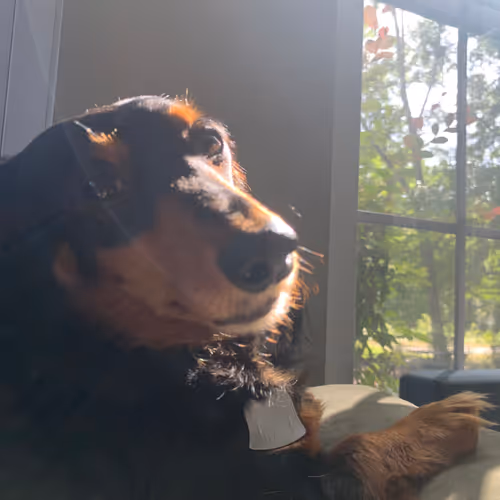 Marley And Me