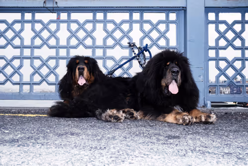 Item #45698053960438807051727633621105073210005053048443120307747772245726868799489 Media