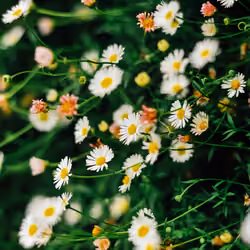 The Blooming moment #12
