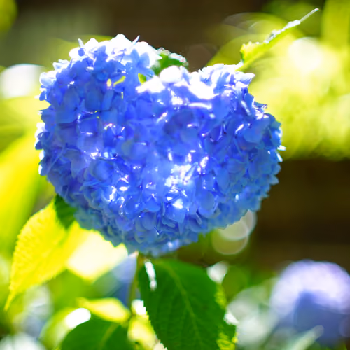 ❤Hydrangea shining in the morning sunlight❤