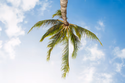 Item #92971587401879212914465603849674525645265351012255145539777938596009093365761 Media