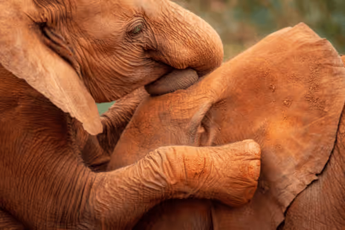 Kenyan Wildlife Editions