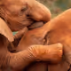 Kenyan Wildlife Editions