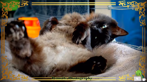 Item #63688176006920298669738405398310368792609774011425620877012058007745238925313 Media