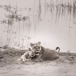 Lion Love. Botswana, 2015