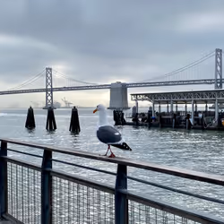Grey Gull
