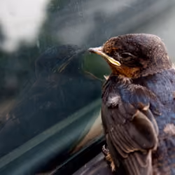 Bird 1