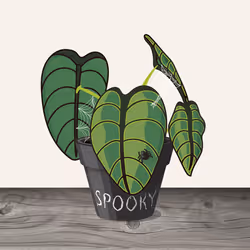Calocasia Spooky #2