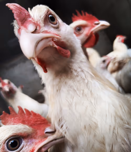 Item #37104123170165289317309935814980166923702041349644888252379556109267496861697 Media