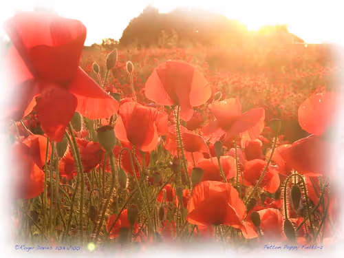 Item #25766228410116791685339336380012731519026805930459738932816938864386217345124 Media