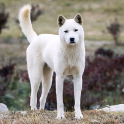 Jindo_Korea