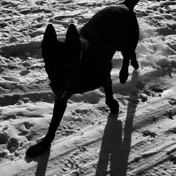 Voyage: 04 - Snow Dog