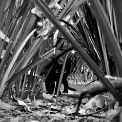 ST3. Eyes in the Rye