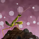 Mantis, Think Pink