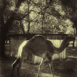 Vintage Camel.eth
