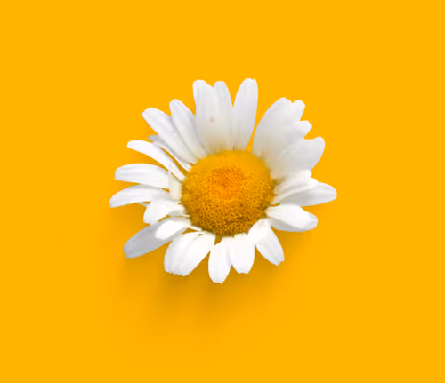 Item #24272124343134340103176744473993871061364753482217001834237996893975529652225 Media