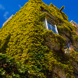 Overgrown