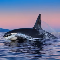 # 6 Amazing orca encounter in the early morning.