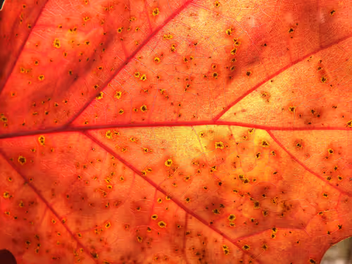 Item #97703427282030741984022634986911983897204836568735072395572896064516397203457 Media