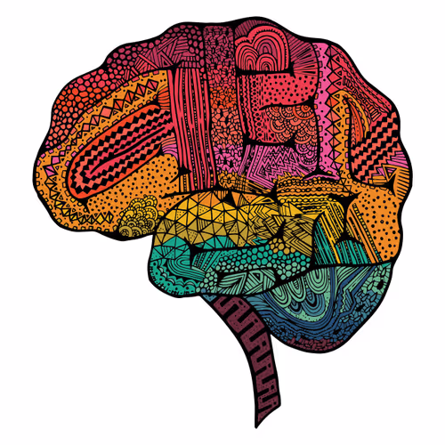 Theanatomicalproject
